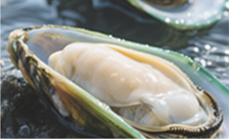 Mussel
